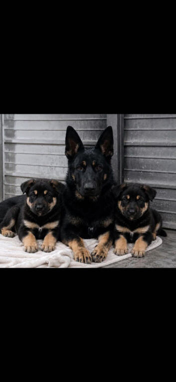 Cute german sherpard puppies