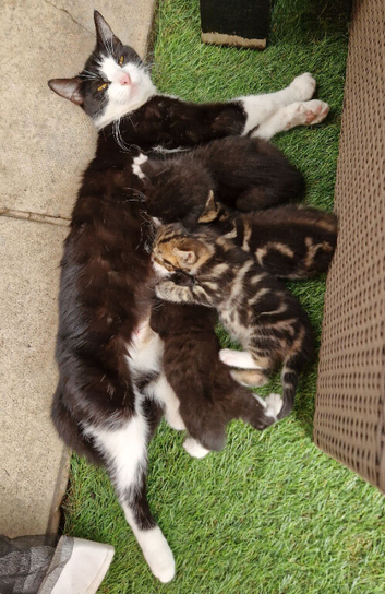 Black and white female kitten