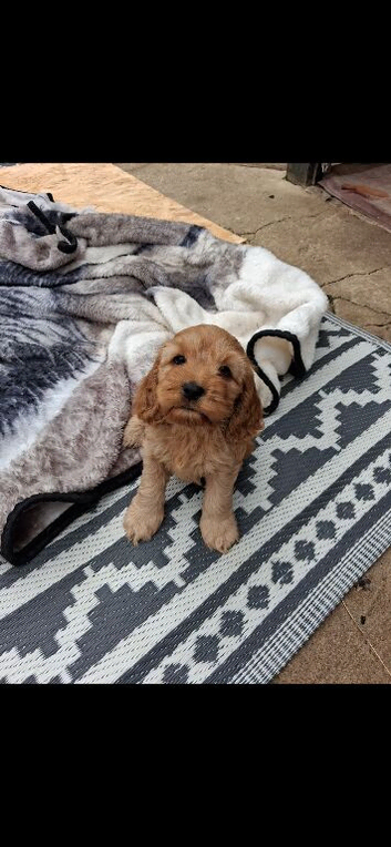 3 beautiful babies left still looking for forever homes