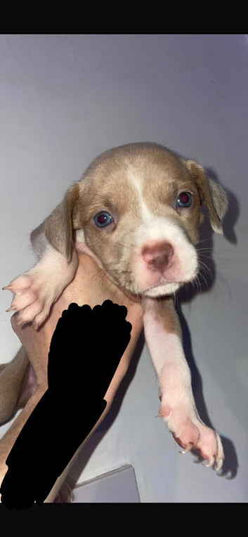 Staffy x vizla