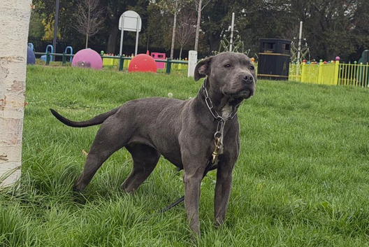 Staffordshire Bull Terrier
