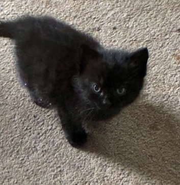 9 week old kittens