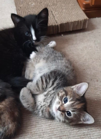 Beautiful, Surprise Litter of 4 Playful Kittens Seeking Forever Homes!