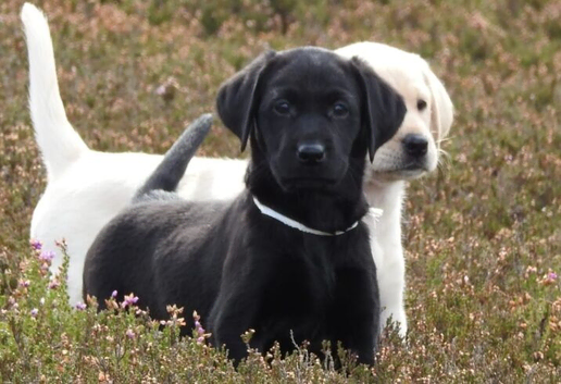 8 weeks puppies Labrador retrievers
