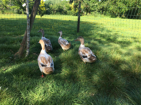 Welsh harlequin drakes & hatching eggs