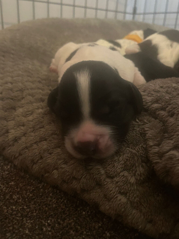 Last boy available