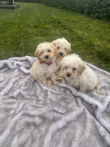 Cockapoo Puppys for sale