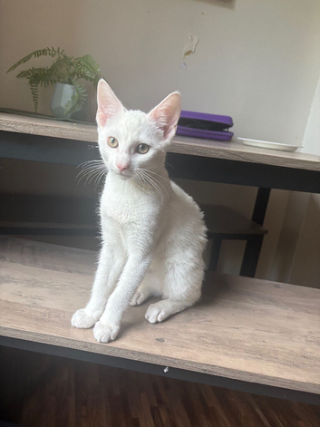 Kitten roughly 6/7 months