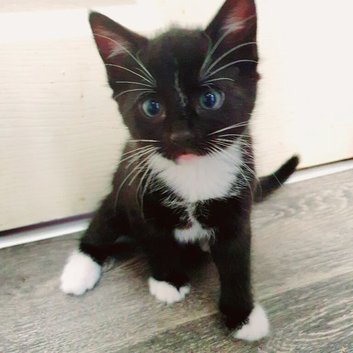 2 kittens bombay cross