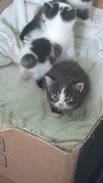 3 kittens for sale
