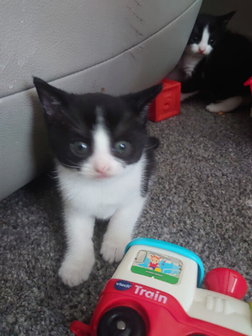 2 beautiful black & white kittens