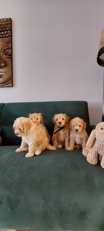 Maltipoo ready to leave this week!