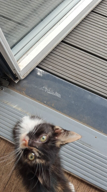 9 month kitten