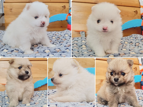 White and sable Pomeranian puppies