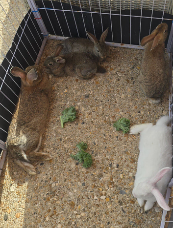 Baby bunnies