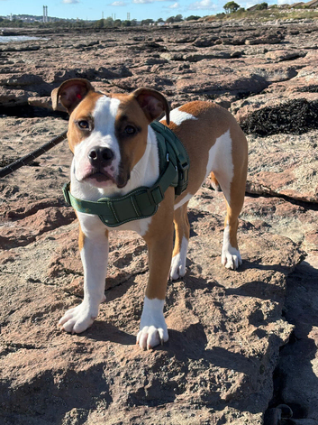 American Bulldog pup 6 months old