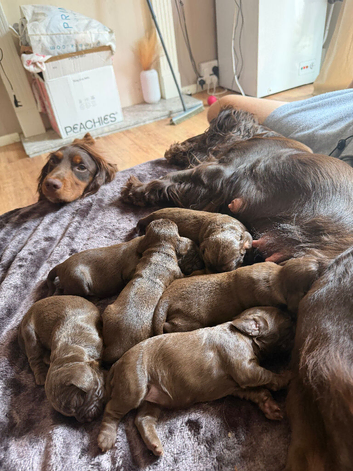 3 Beautiful cocker spaniel male puppy&rsquo;s.