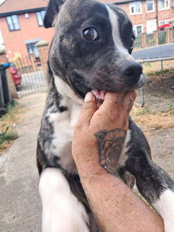 Female American bulldog cross staffie