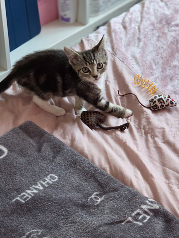 10 week old female kitten