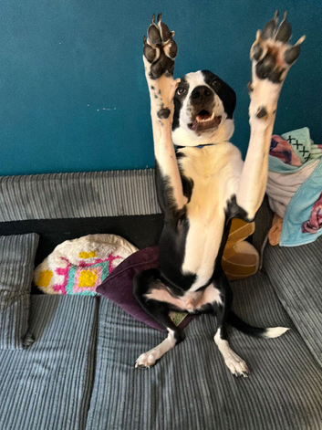 Dog For Sale