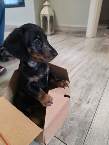 2 smooth dachshunds pups