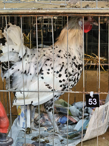 Pure Breed Poultry