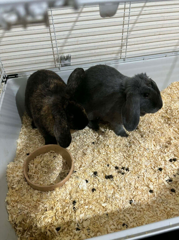 Rabbit
