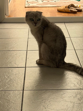 Beautiful Scottish Fold Female
