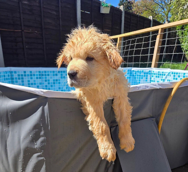 LAST PUPPY