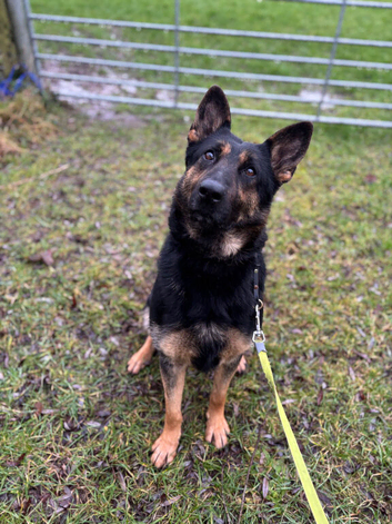 Working Line GSD Puppies KC Registered