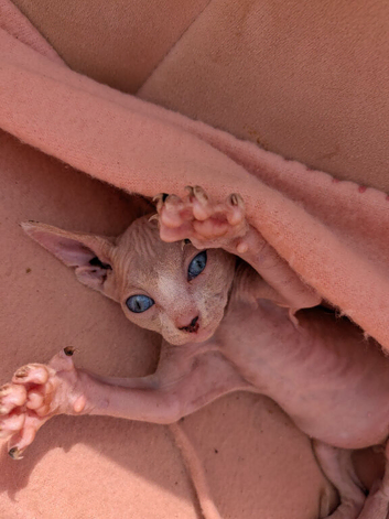 3 sphinx left