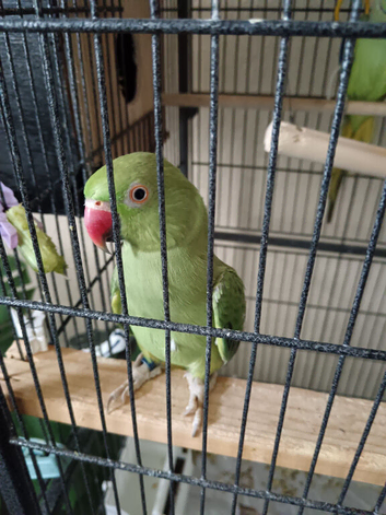 PAIR OF INDIAN RINGNECKS