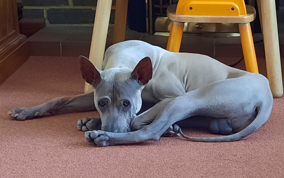 Thai Ridgeback (NOT a mongrel)
