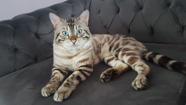Snow White Bengal