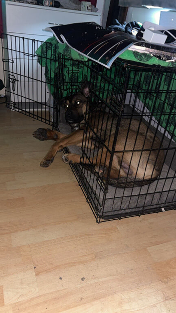German shepherd x Rottweiler male