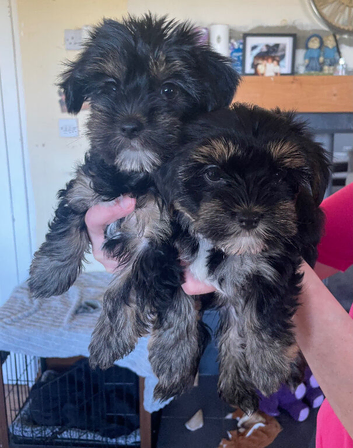 Yorkie Biewer puppies
