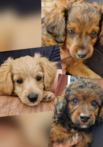 Cavapoochon pups last two, ready now