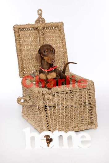 Experienced Choc & Tan Mini - KC Reg & DNA CLEAR