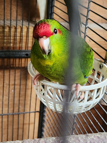 KAKARIKIS FOR SALE
