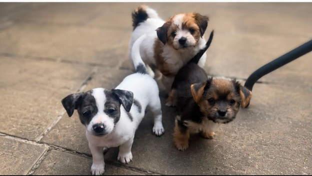 Jack russell x chihuahua puppies