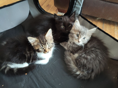 Gorgeous maine coon cross kittens