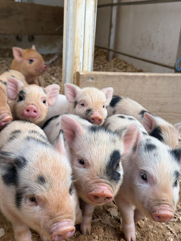 MINI PIGLETS