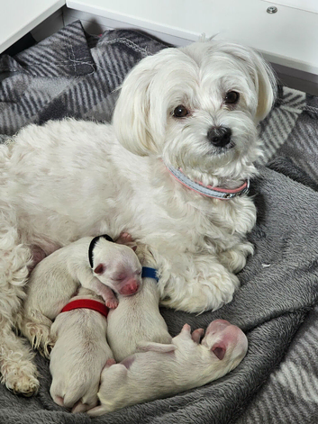 Small maltese puppies for sale