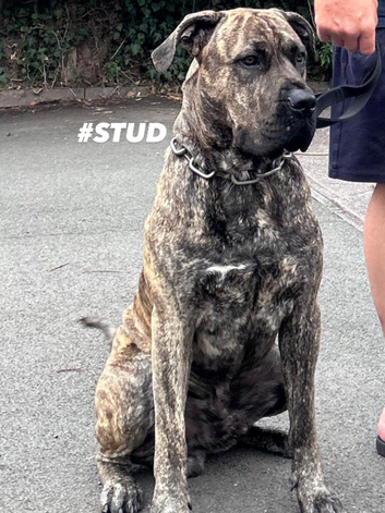Presa Canario stud
