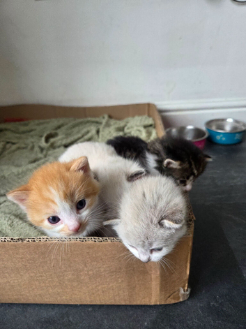Kittens