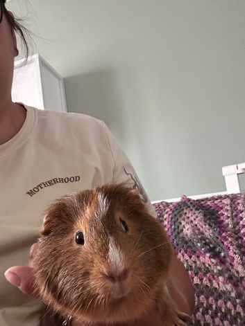 Dougie. male guinea pig
