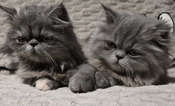 Stunning GCCF Registered Persian Kittens Champion Lines