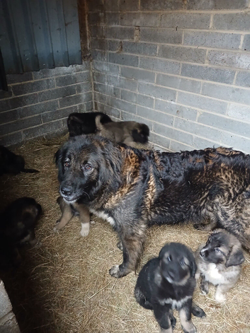 Beautiful Caucazian Shepherd puppies