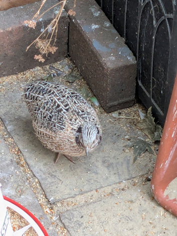 2 male conturnix quail