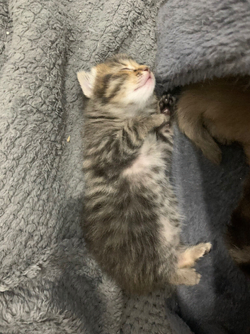 3 beautiful tabby kittens